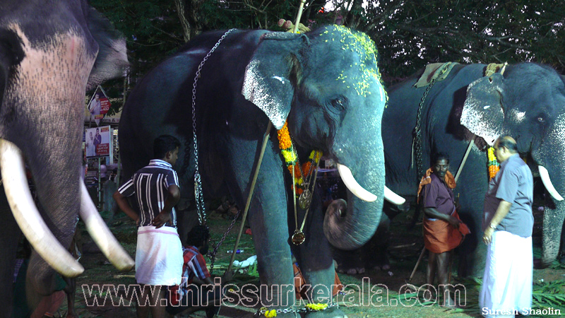 thrissur-pooram-2011- (15)